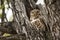 African barred owlet hidden in a tree in Kruger National park