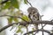 African barred owlet in Kruger National park