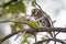 African barred owlet in Kruger National park