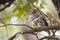 African barred owlet in Kruger National park