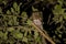 African Barred Owlet at night