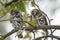 African barred owlets with a prey in Kruger National park