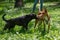 African Basenji dog in a muzzle plays with a stray dog on a walk.