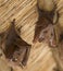 African bats