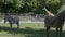 African beautiful zebra eating fresh green grass