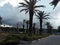 African beauty palm trees garden drive