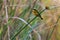 African Bee eater at the caprivi strip at kwando river