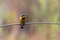 African Bee eater at the caprivi strip at kwando river