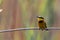 African Bee eater at the caprivi strip at kwando river