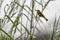 African Bee eater at the caprivi strip at kwando river in Africa