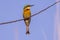 African Bee eater at the okawwango delta in Botswana