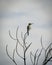 African bee eater sitting on leafless tree looking into distance against cloudy sky, Sine Saloum Delta, Senegal, Africa