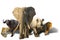 African Big Five isolated