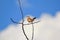 African Bird and clouds - Prinia, Tawny-flanked