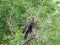 African bird ground hornbills, Botswana