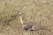 African bird, Hartlaub\'s Bustard, in the bush