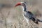 African Bird in Kruger National Park, South Africa