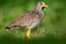 African bird Wattled Lapwing, Vanellus senegallus, with yellow bill. Bird in the summer green grass. Wildlife scene from nature. D