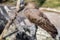 African Bird Wildlife - Hamerkop