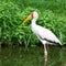 African bird yellow-billed stork