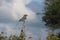 African Birds -  Lillac Breasted Roller - Kruger National Park
