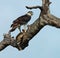 African Birds: Martial Eagle