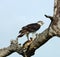 African Birds: Martial Eagle