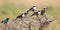 African birds perched on an acacia shrub