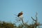 African Birds -  South African Hawk Eagle  - Kruger National Park