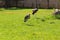 African birds. Stork Marabou in the summertime