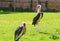 African birds. Stork Marabou in the summertime