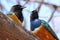 African birds, Superb starlings, on a tree