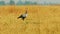 African Birds in the Wild, Secretarybird, Wild Nature, Africa, Wildlife, Wild Birds