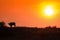 African bison silhouette stands alone against a beautiful orange sunset.