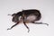 African Black Beetle