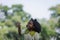 African black child with curly hair is jumping happily in the water spray at outdoor