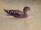 African Black Duck