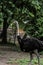 African black-feathered ostrich walking in tall grass. Solo ostrich walking