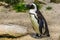 African black footed penguin in closeup, Semi aquatic bird, Endangered animal specie from the coast of Africa