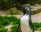 African black footed penguin preening its plumage, Semi aquatic bird, Endangered animal specie from the coast of Africa