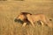 African black maned male lion, central kalahari desert botswana