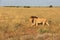 African black maned male lion, central kalahari desert botswana