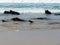 African black oystercatcher feeding in the waves