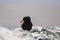 African Black Oystercatcher, Haematopus moquini, on the coast of Namibia