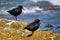African Black Oystercatcher, Walker Bay Nature Reserve, South Africa