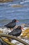 African Black Oystercatcher, Walker Bay Nature Reserve, South Africa