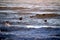 African Black Oystercatchers