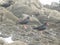 African black oystercatchers on rocks