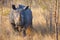 African black rhino