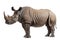 African black rhinoceros isolated on white